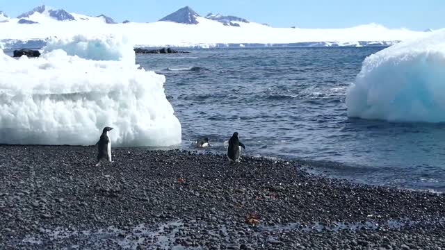 PENGUIN BEACH PARTY