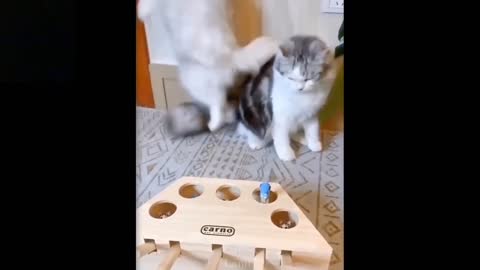 Cat Reaction to Playing Toy - Funny Cat Toy Reaction Compilation