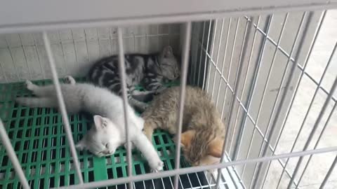 three sleeping kittens