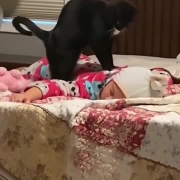 Giga cat massaging sleeping baby