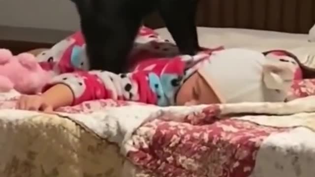 Giga cat massaging sleeping baby