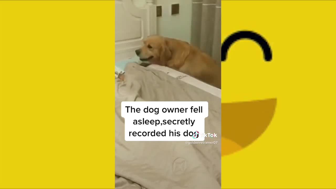 Funny Puppies And Cute DOGS Videos Compilation 2021
