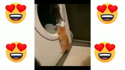 FUNNY cute cats 😸