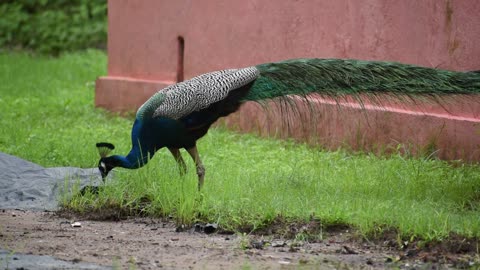 Beautyful peacock scene