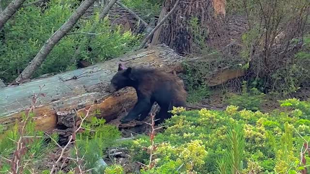 Bear Encounter in Sequoia National Park