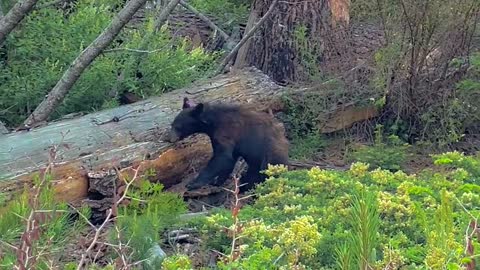 Bear Encounter in Sequoia National Park