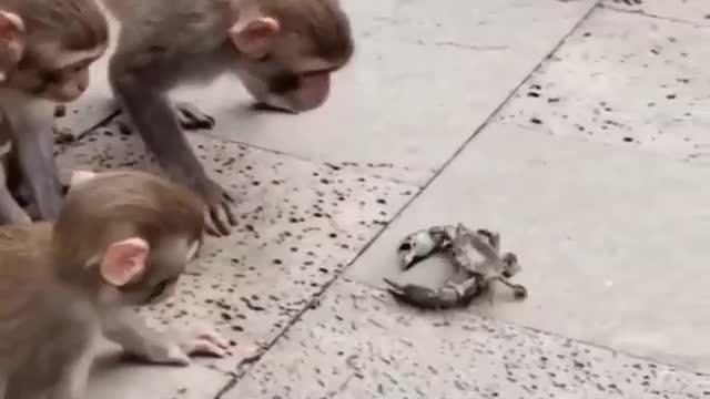 Monkey and crab 🦀 funny moments