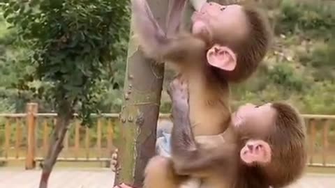 Cute baby monkey drinking