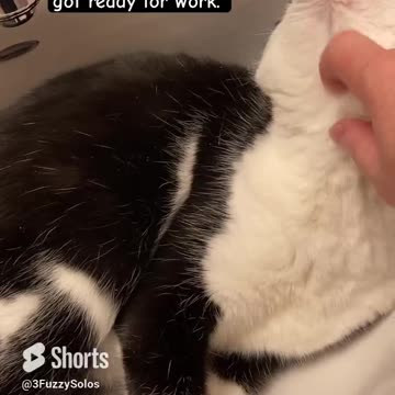 It’s tough to be a cat. Have to move to sink to get attention. #SpoiledCat #CatShort #MyHeart