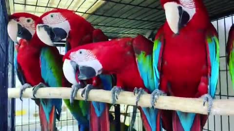 Macaw parrots funny video l macaw parrot