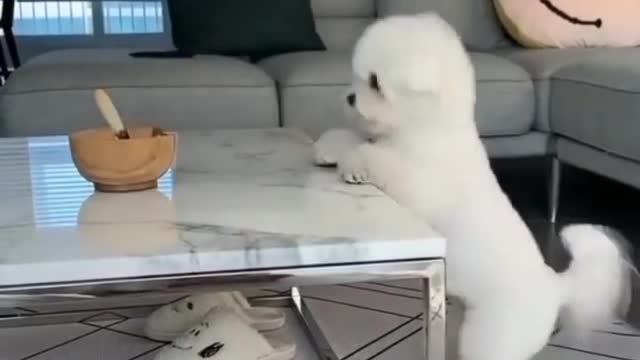 Cute puppy trying to eat snacks in funny way