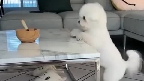 Cute puppy trying to eat snacks in funny way