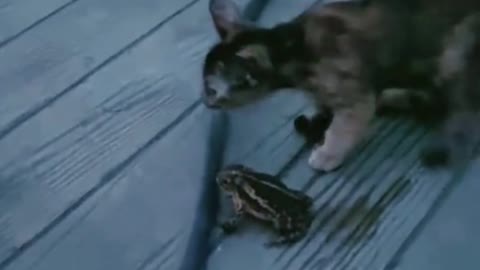 The cat is teasing the frog