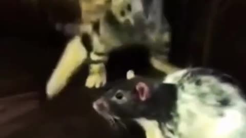 Funny dogs and cats moment