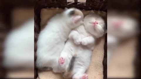 Funny Cats Compilation😺Chapter 1😺