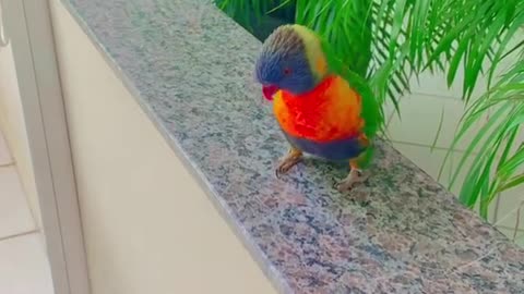 messy little bird