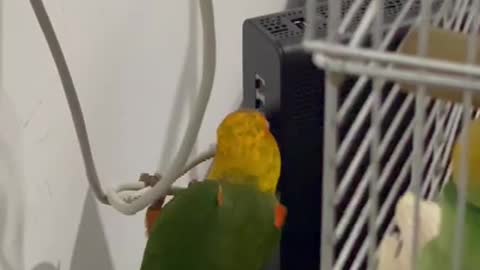 Why my internet is always disconnecting?