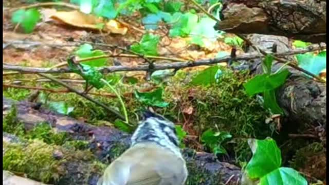 The colorful feathers on this flock of birds are really beautiful