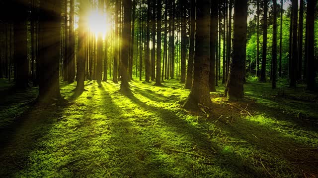Forest sounds - 30min relaxing and meditation