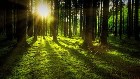 Forest sounds - 30min relaxing and meditation