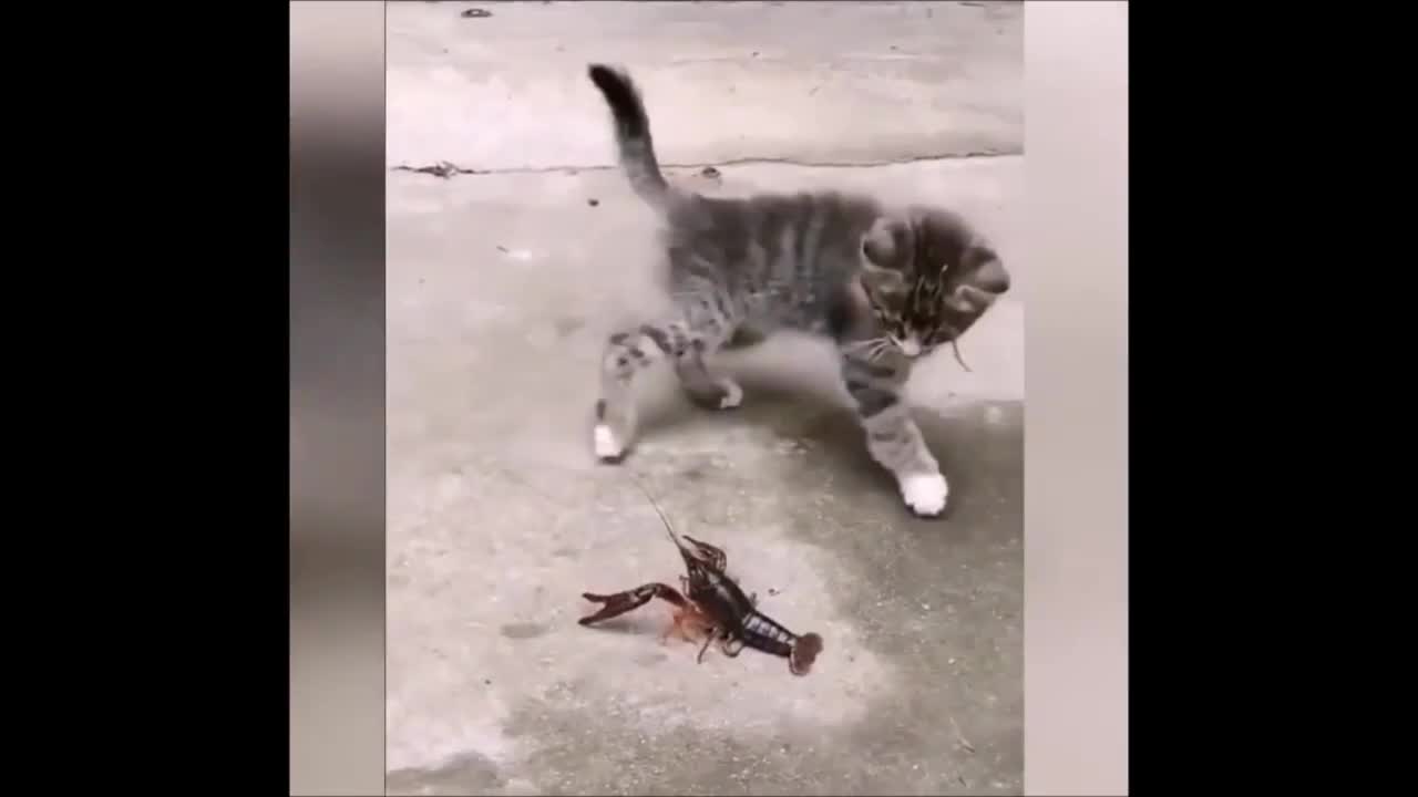 Kitten Playing With Crab | Funniest Animal Video | Try Not To Laugh