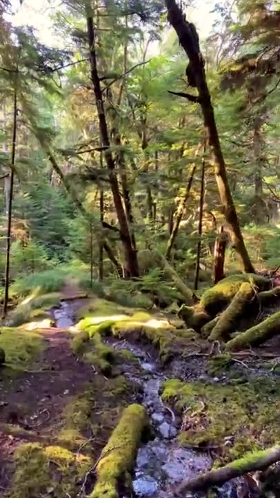 Take a Short Walk in the Woods With Us!