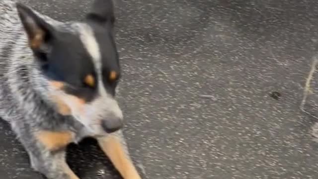 The chances of being killed by a daycare dog are low....