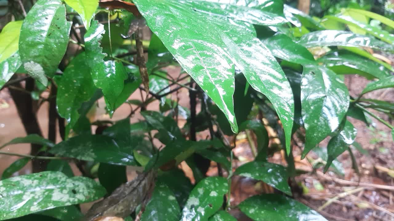 Rain drops fall from a tender leaf during rain.