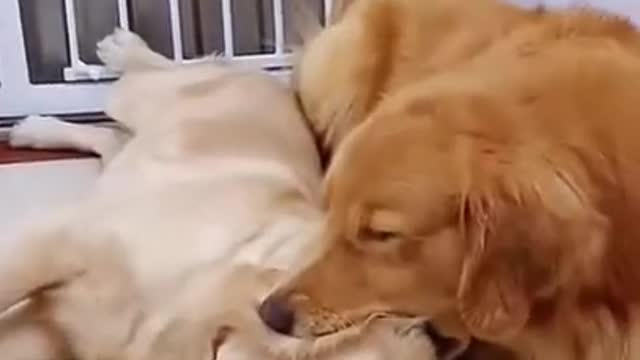 Dog likes ears Very Cute Retriever