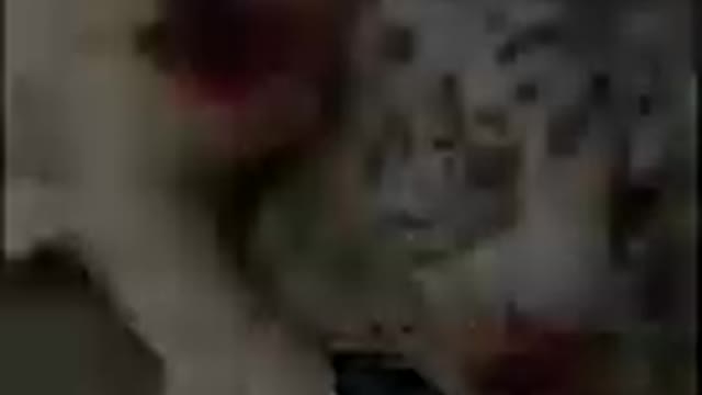You love animals and cute animals video