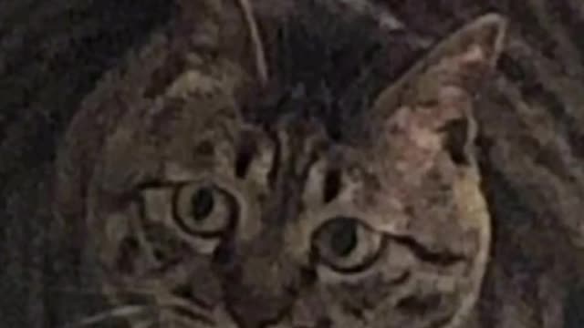 Here are the cats that have changed the most