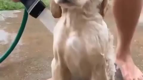 Dog quick shower very cute