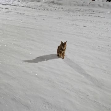 A small dog walks at night.