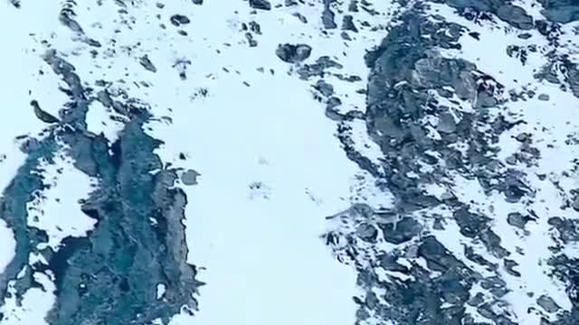 The Incredible snow leopard hunt never seen you before