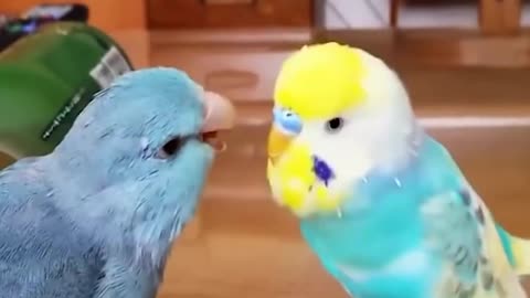 Baby Animals - Funny Parrots and Cute Birds Compilation