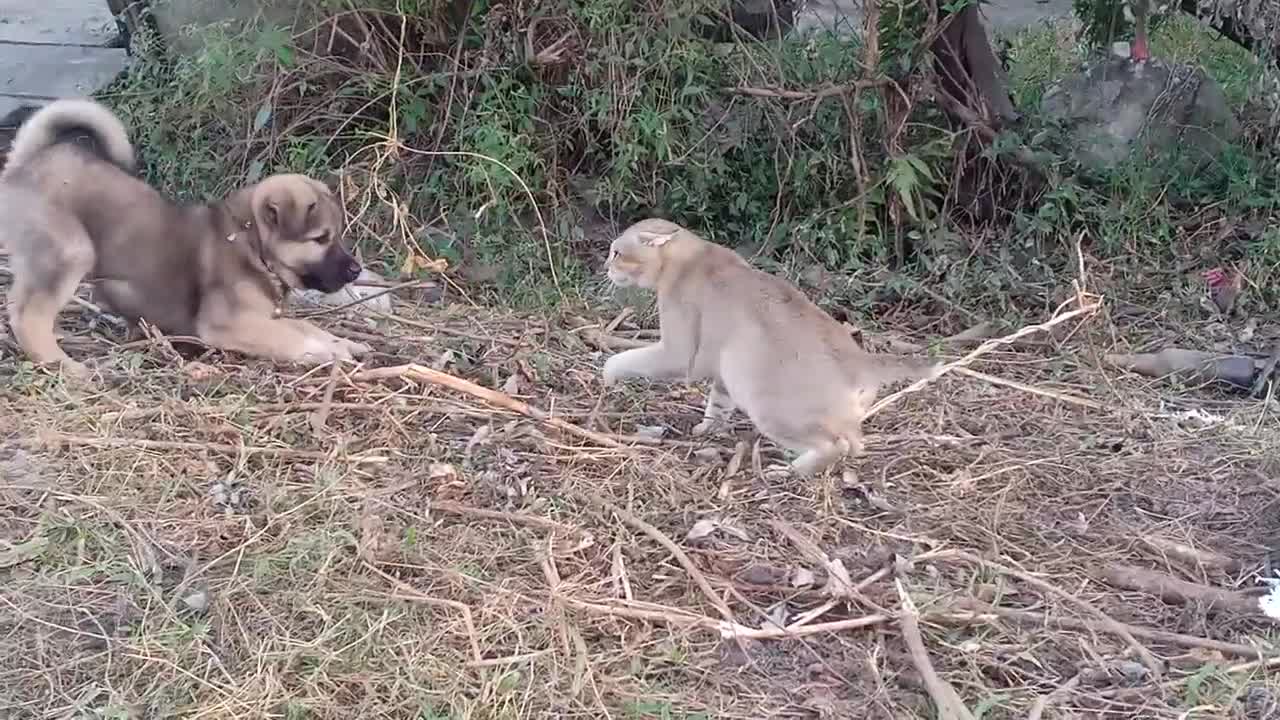 Amazing dog fight with cat
