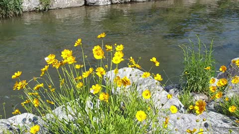 river flowers and butterflies