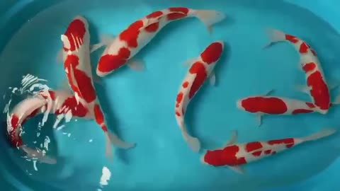 KOHAKU only koi fish #shorts #short