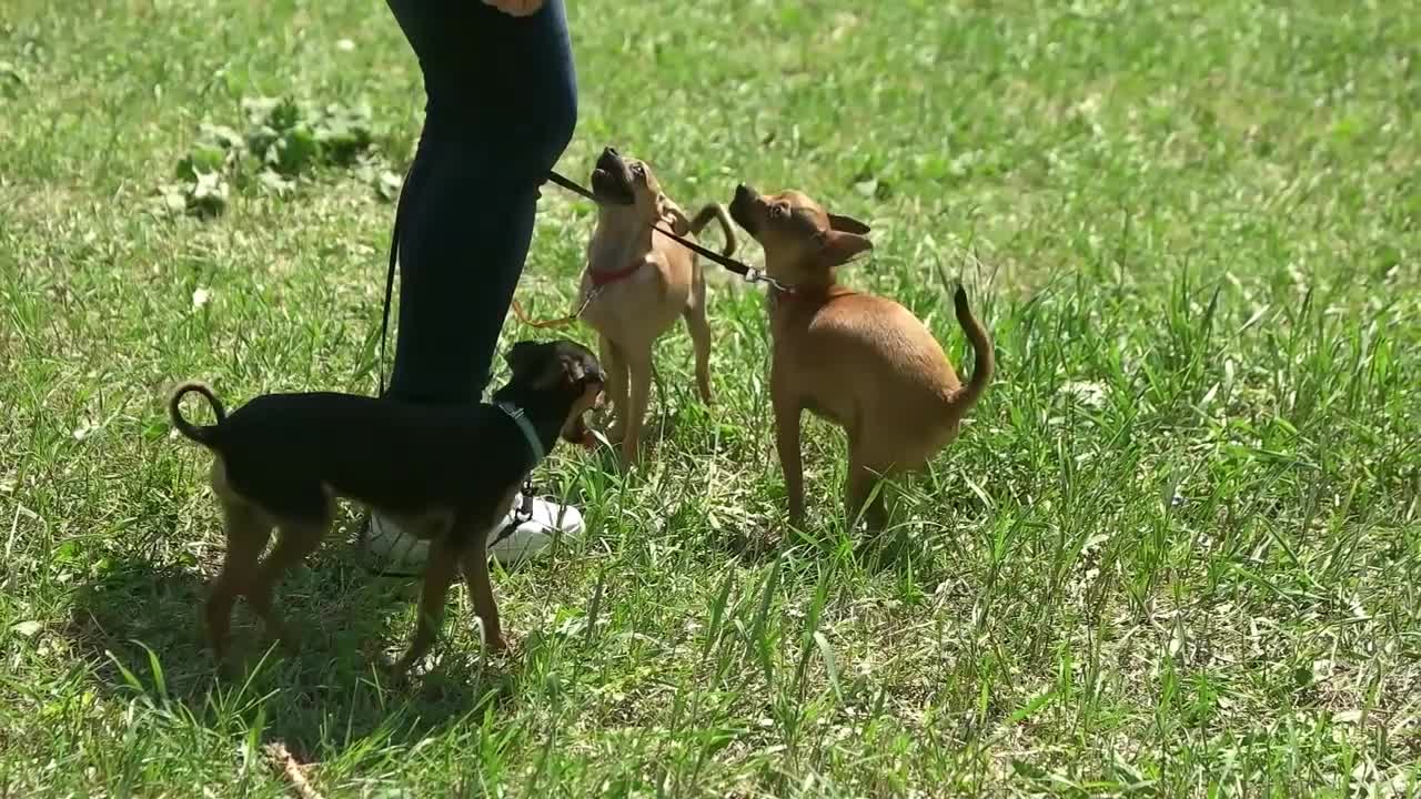 Dogs are lovely looking up at their owner