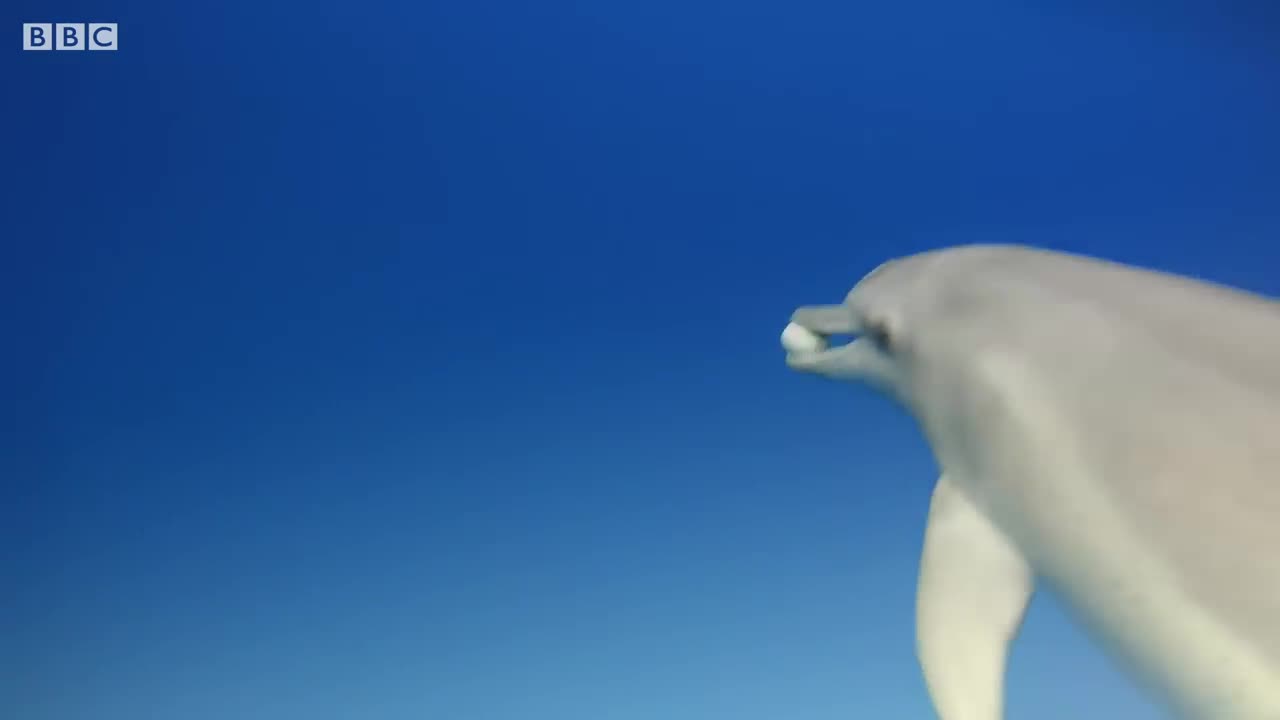 Dolphins play catch with a pufferfish 😯😯