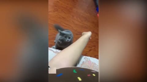 Tik tok cute funny cats