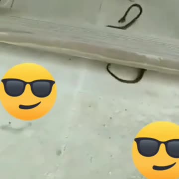 How to Introduce a Dog to a Cat