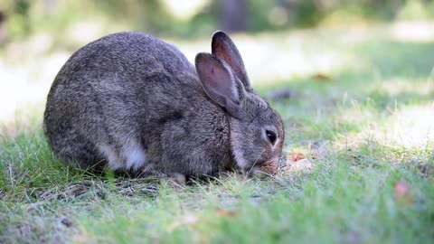 beautiful cute bunny