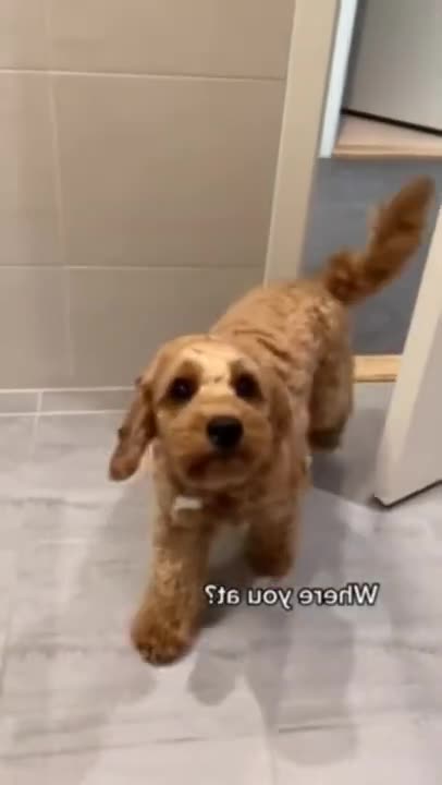 Cute and Funny Dog Videos | Aww Animals