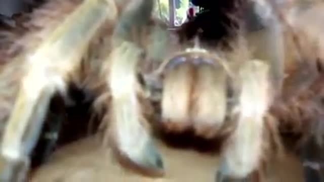 Nhandu Tripepi Piet Spinnekop Gaint Blond Bird Eater tarantula