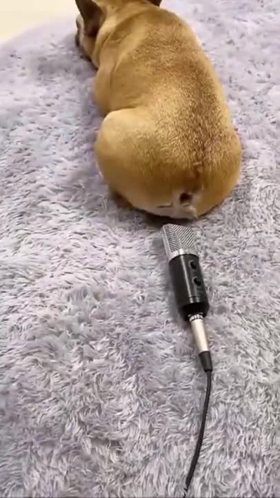 Don't Miss This Funny Dog Getting Scared By His Own Fart!