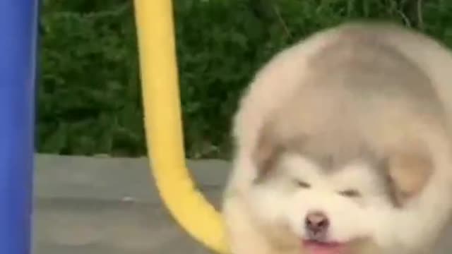A dog is a dog's heart, but it can warm people
