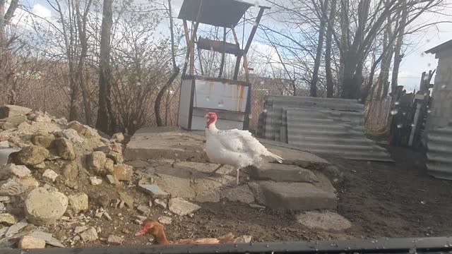 Curious turkeys