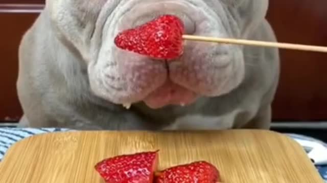 Pitbull eats fruit for the first time