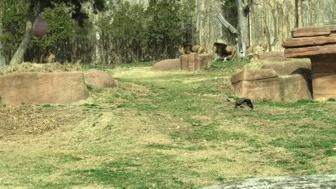 a herd of lions waiting for food